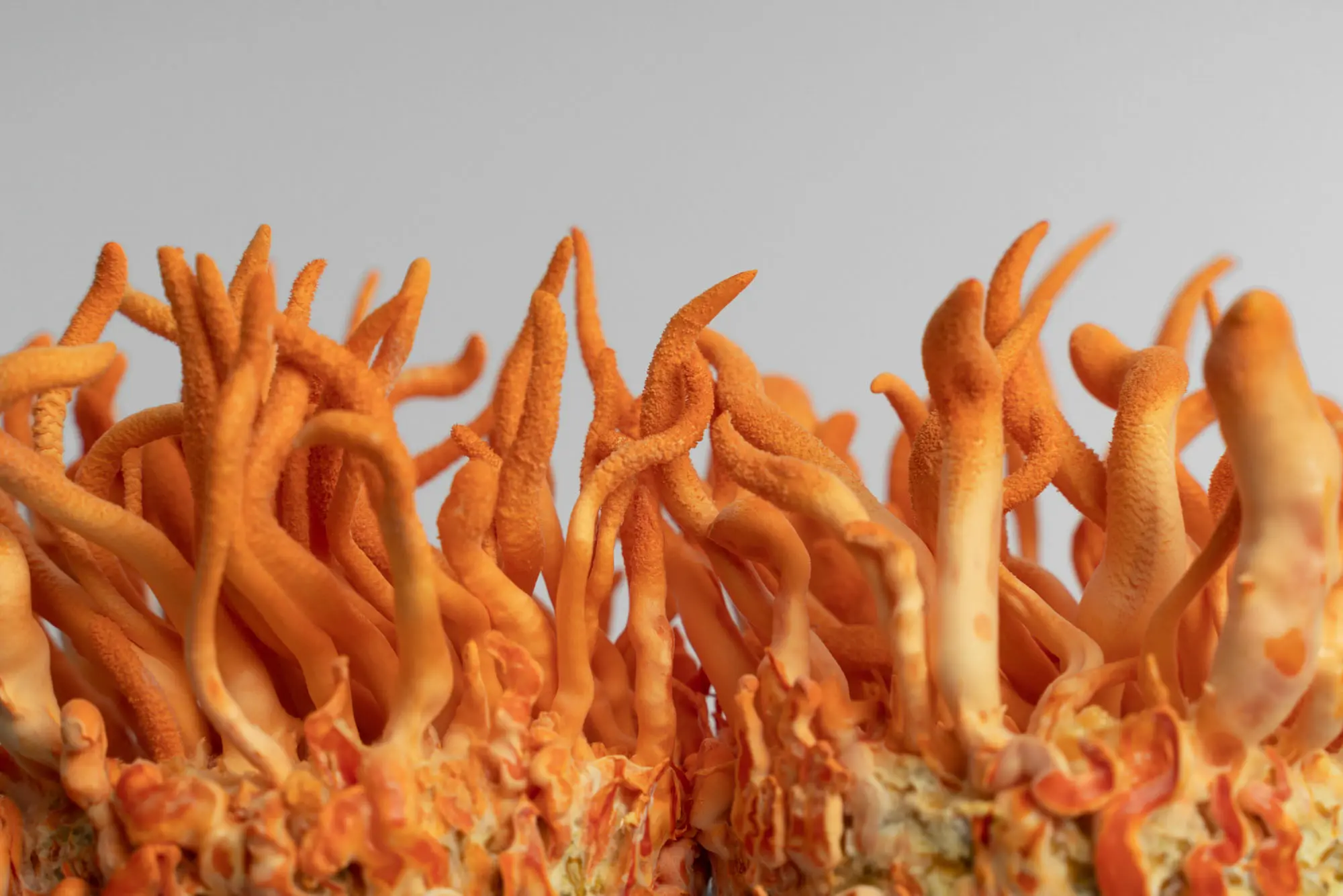 Cordyceps