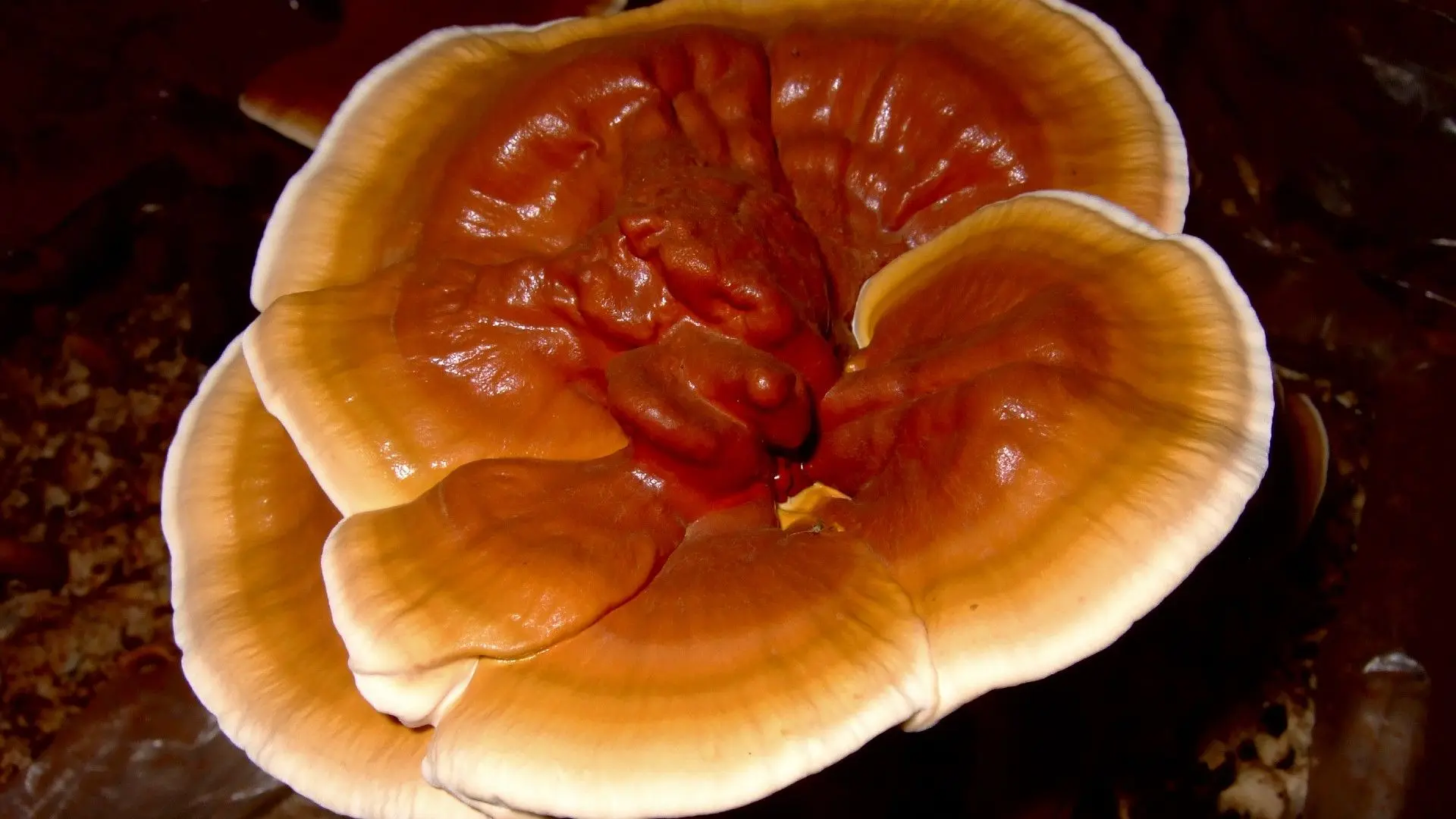 Hongo Ganoderma