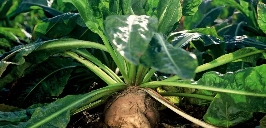 raíz de achicoria-beneficios